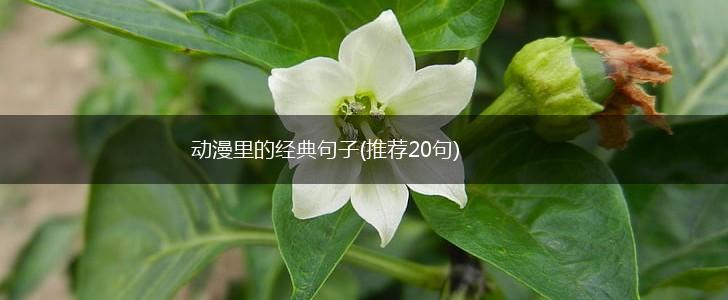 动漫里的经典句子(推荐20句),第1张