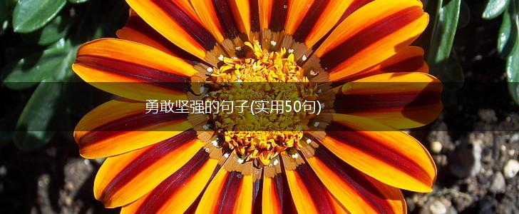 勇敢坚强的句子(实用50句),第1张