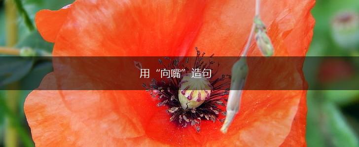 用“向嘴”造句,第1张