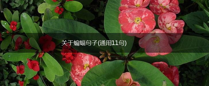 关于蝙蝠句子(通用11句),第1张