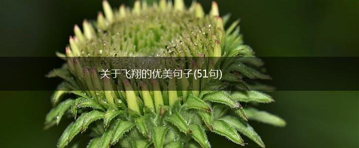 关于飞翔的优美句子(51句),第1张