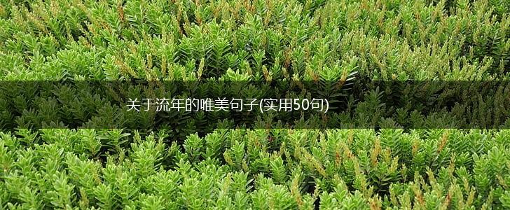 关于流年的唯美句子(实用50句),第1张