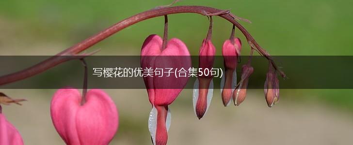 写樱花的优美句子(合集50句),第1张