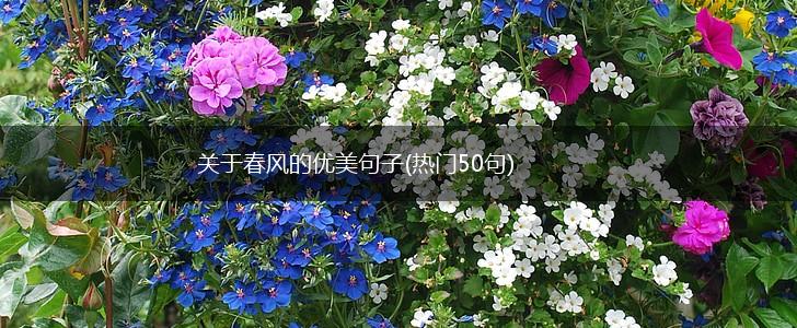 关于春风的优美句子(热门50句),第1张