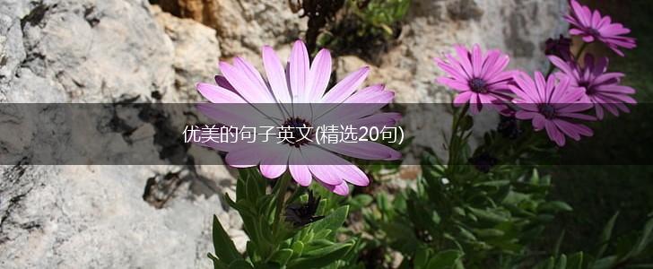 优美的句子英文(精选20句),第1张
