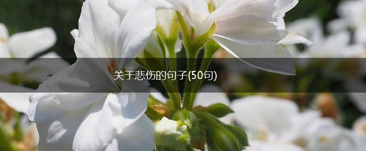 关于悲伤的句子(50句),第1张