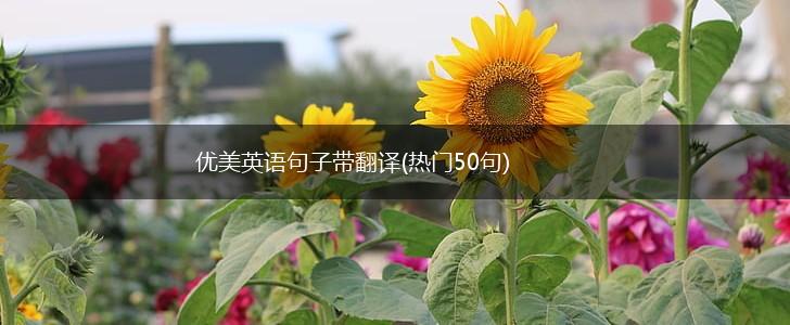优美英语句子带翻译(热门50句),第1张