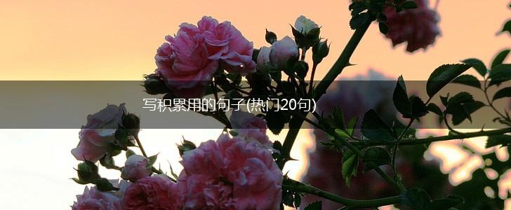 写积累用的句子(热门20句),第1张