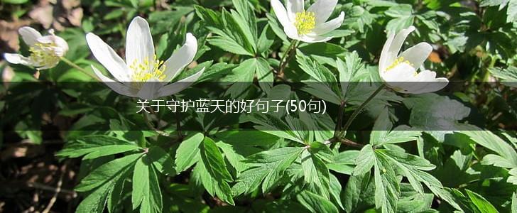 关于守护蓝天的好句子(50句),第1张