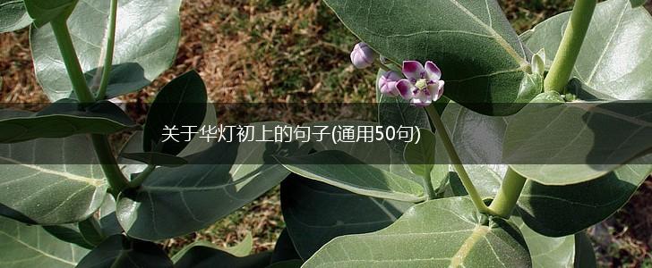 关于华灯初上的句子(通用50句),第1张