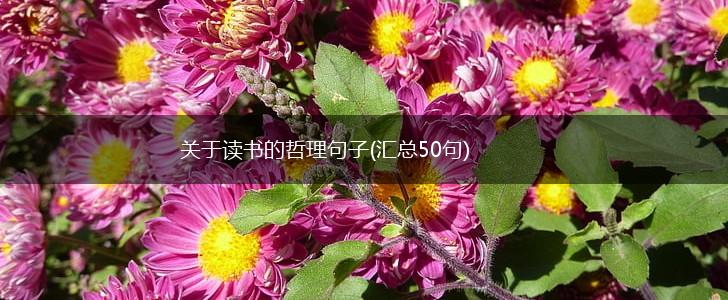 关于读书的哲理句子(汇总50句),第1张