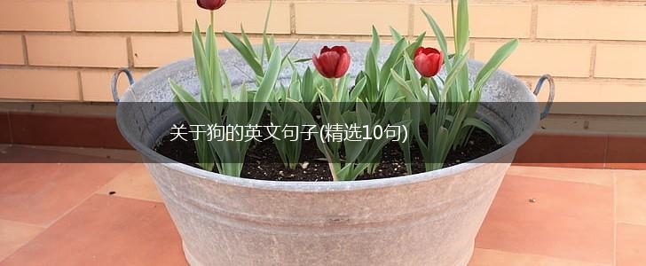 关于狗的英文句子(精选10句),第1张