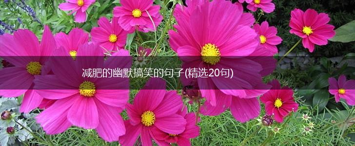 减肥的幽默搞笑的句子(精选20句),第1张