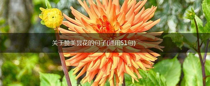 关于赞美昙花的句子(通用51句),第1张