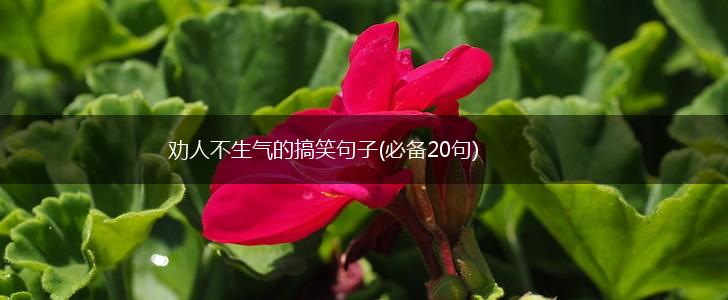 劝人不生气的搞笑句子(必备20句),第1张