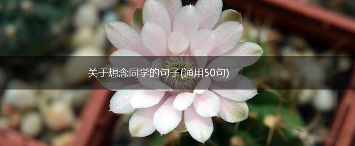 关于想念同学的句子(通用50句),第1张