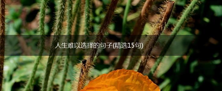 人生难以选择的句子(精选15句),第1张