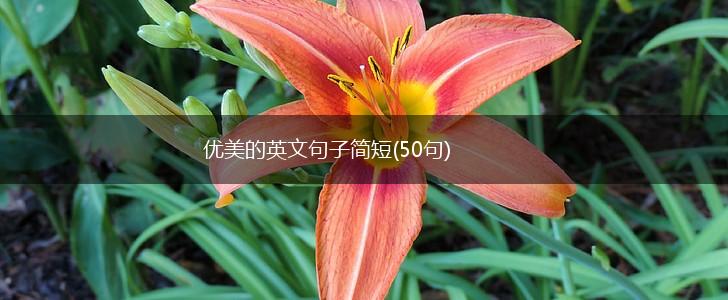 优美的英文句子简短(50句),第1张
