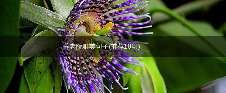 养老院唯美句子(推荐10句),第1张