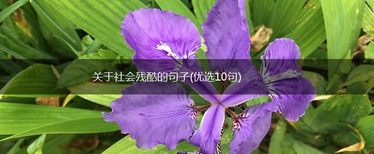 关于社会残酷的句子(优选10句),第1张
