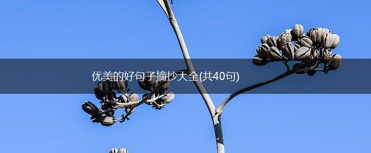 优美的好句子摘抄大全(共40句),第1张