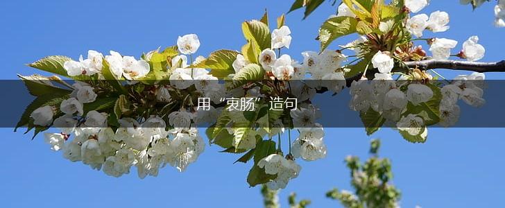 用“衷肠”造句,第1张
