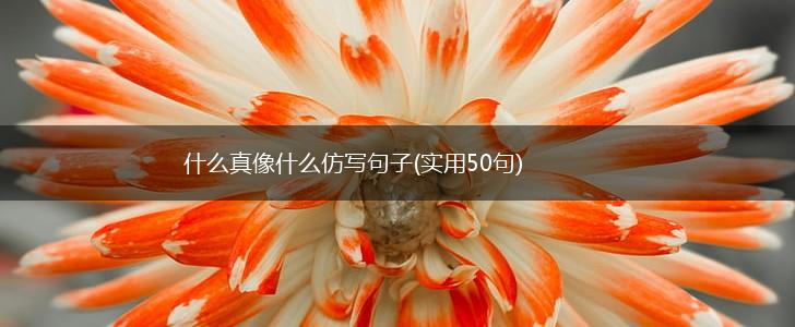 什么真像什么仿写句子(实用50句),第1张