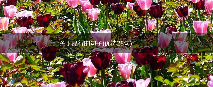 关于品行的句子(优选28句),第1张