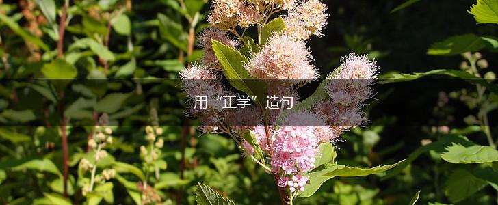 用“正学”造句,第1张