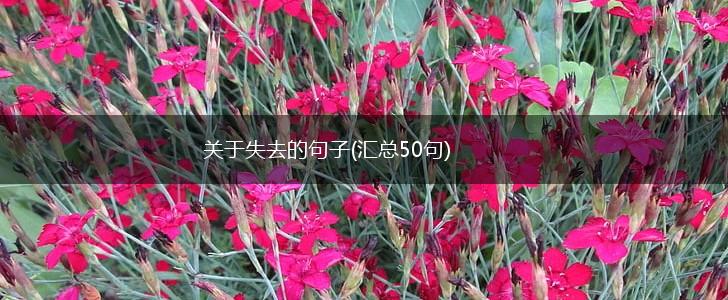 关于失去的句子(汇总50句),第1张