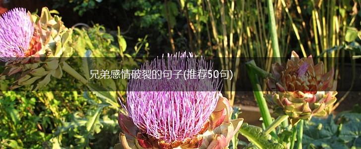 兄弟感情破裂的句子(推荐50句),第1张