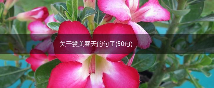 关于赞美春天的句子(50句),第1张