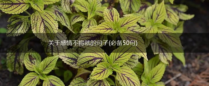 关于感情不将就的句子(必备50句),第1张