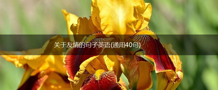 关于友情的句子英语(通用40句),第1张