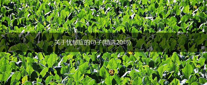 关于忧郁症的句子(精选20句),第1张