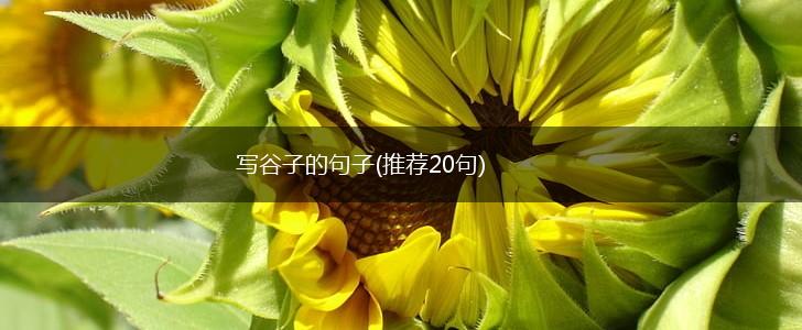 写谷子的句子(推荐20句),第1张