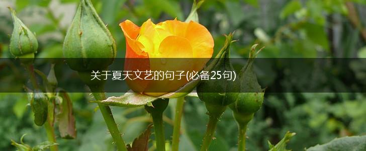关于夏天文艺的句子(必备25句),第1张