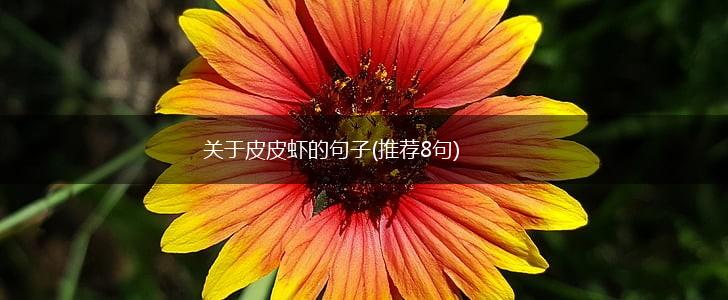 关于皮皮虾的句子(推荐8句),第1张