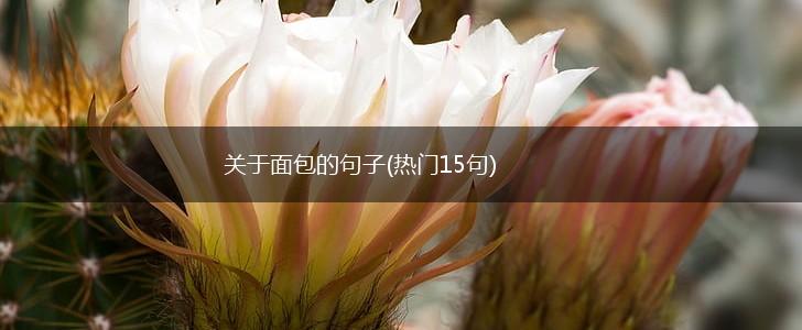 关于面包的句子(热门15句),第1张