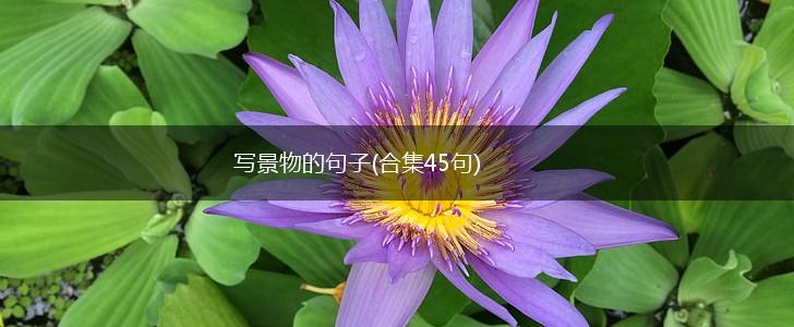 写景物的句子(合集45句),第1张