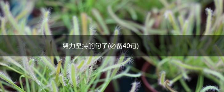 努力坚持的句子(必备40句),第1张