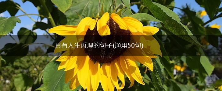 具有人生哲理的句子(通用50句),第1张