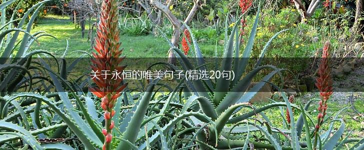 关于永恒的唯美句子(精选20句),第1张