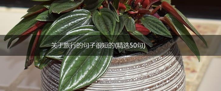 关于旅行的句子很短的(精选50句),第1张