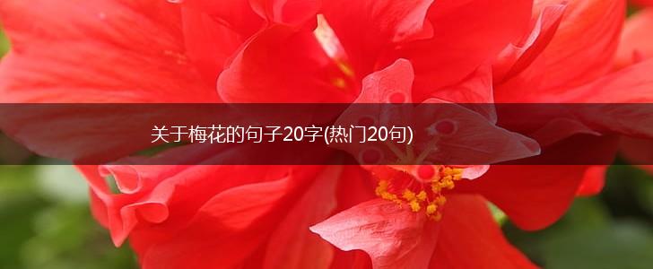 关于梅花的句子20字(热门20句),第1张