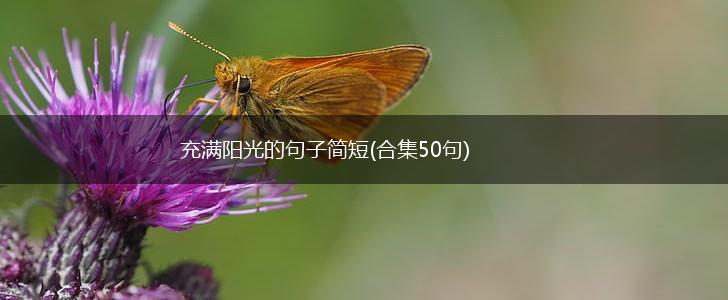 充满阳光的句子简短(合集50句),第1张