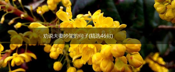 劝说夫妻吵架的句子(精选46句),第1张