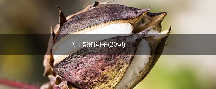 关于影的句子(20句),第1张