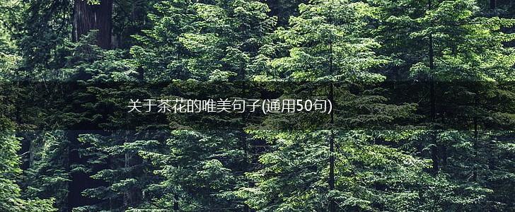 关于茶花的唯美句子(通用50句),第1张