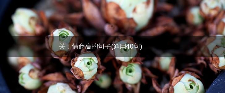 关于情商高的句子(通用40句),第1张